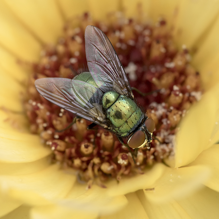 Blume 20150715_0045 als Smartobjekt-1 Kopie.JPG